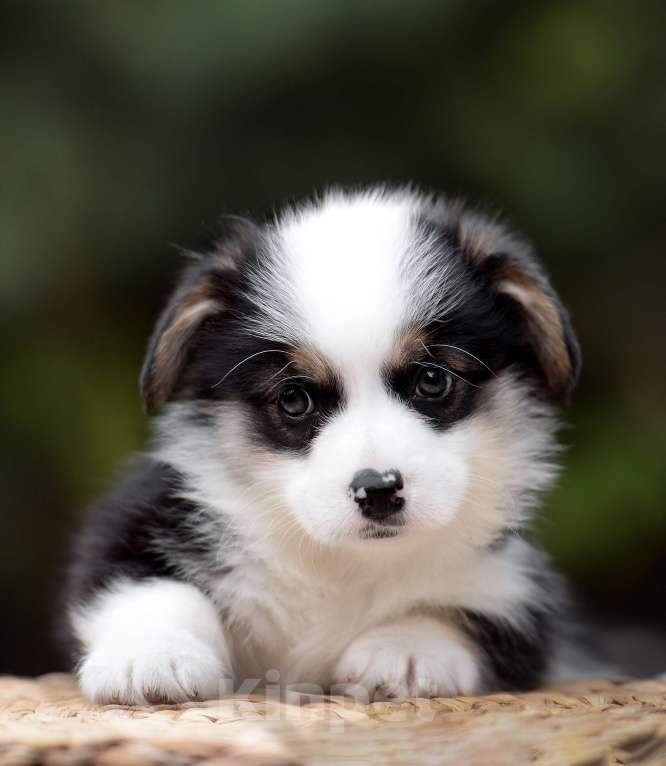 Собаки в Армавире: мальчик вельш корги пемброк Мальчик, 100 000 руб. - фото 1