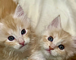 Кошки в Челябинске: Котята породы Мейн-кун Мальчик, 10 000 руб. - фото 4