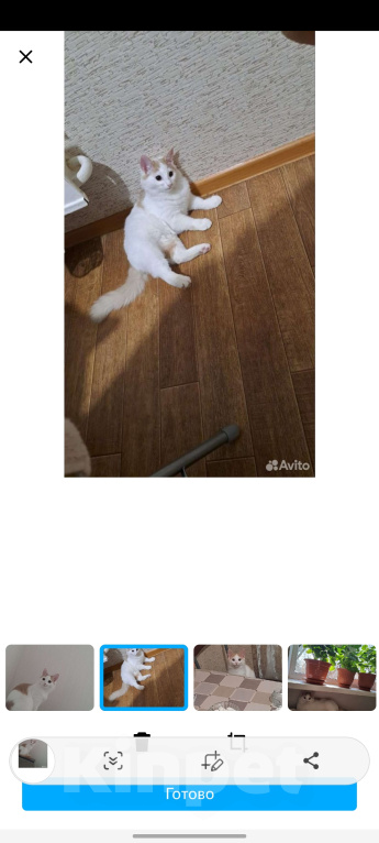 Кошки в Казани: Отдам в добрые руки Девочка, 1 руб. - фото 3