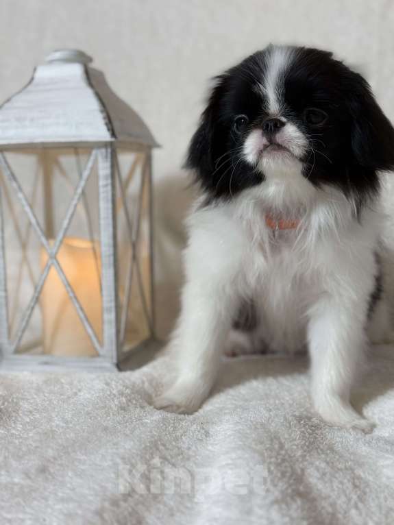 Собаки в Москве: Щенок японского хина Девочка, 40 000 руб. - фото 1