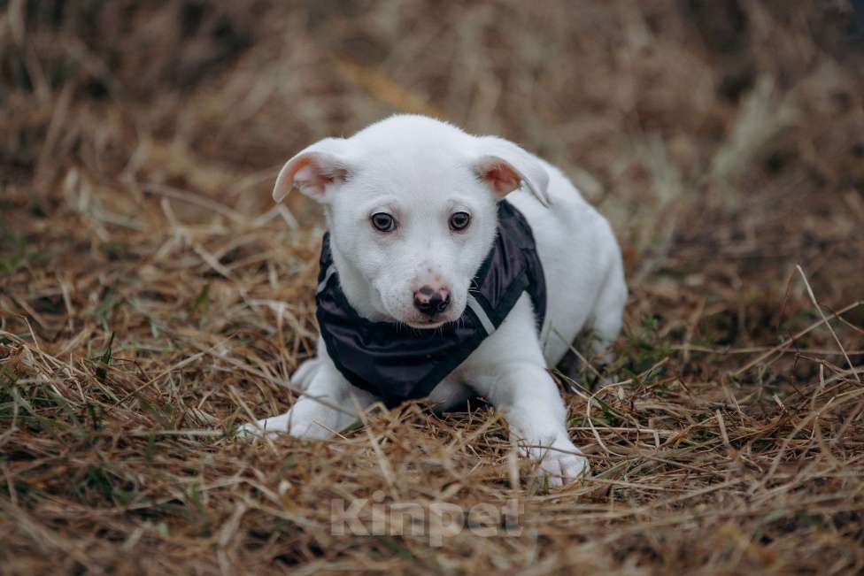 Собаки в Москве: Щенок- мальчик Мальчик, Бесплатно - фото 7