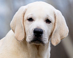 Собаки в других городах Липецкой области: Щенок лабрадора Холлабвууд'с Рокфеллер Мальчик, 120 000 руб. - фото 5
