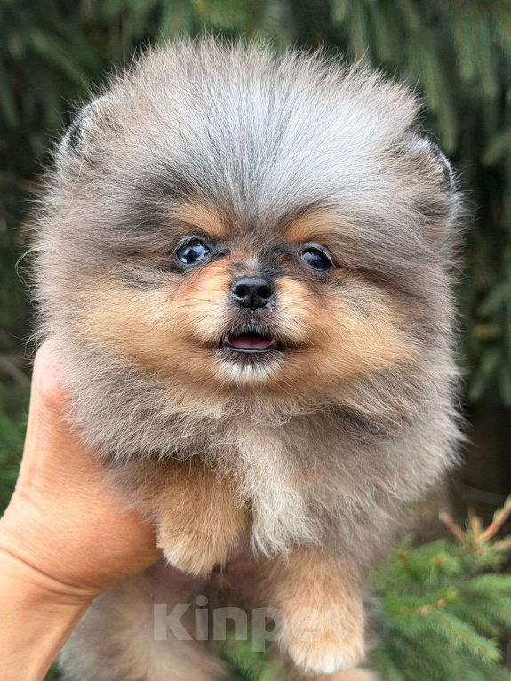 Собаки в Санкт-Петербурге: Мальчик шпиц мини мерле, голубой глаз Мальчик, 70 000 руб. - фото 1