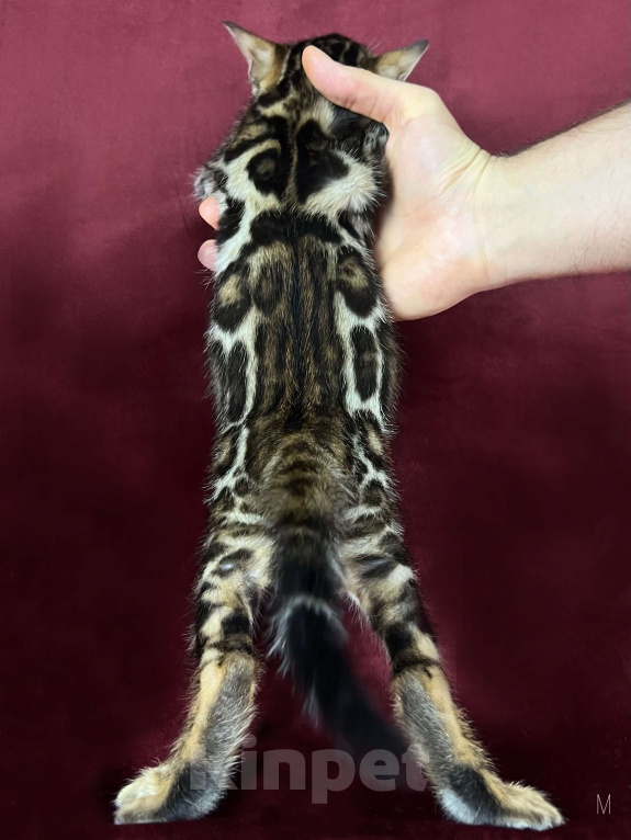 Кошки в Москве: Бенгальский котенок-мальчик, питомник ABCats (WCF) Москва Мальчик, Бесплатно - фото 5