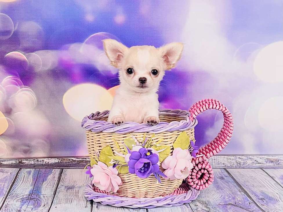 Собаки в Воронеже: Девочка чихуахуа  Девочка, 40 000 руб. - фото 2