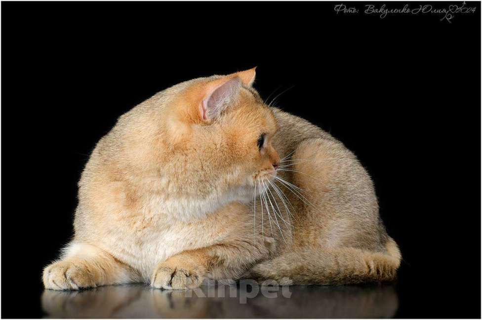 Кошки в Геленджике: Вязка шотландского кота в Геленджике Мальчик, 5 000 руб. - фото 2