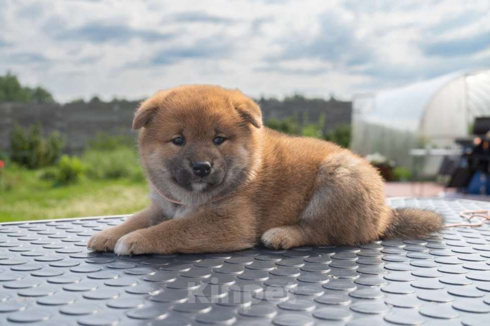 Собаки в Серпухове: Щенки Сиба-Ину Девочка, 80 000 руб. - фото 1