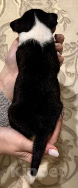 Собаки в Москве: Замечательная малышка Басенджи Девочка, 90 000 руб. - фото 2