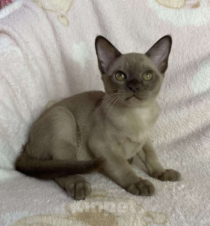 Кошки в Дмитрове: Шоколадный бурманский мальчик Baks Мальчик, 40 000 руб. - фото 2