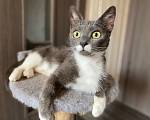 Кошки в Можайске: Афина ищет дом Девочка, Бесплатно - фото 2