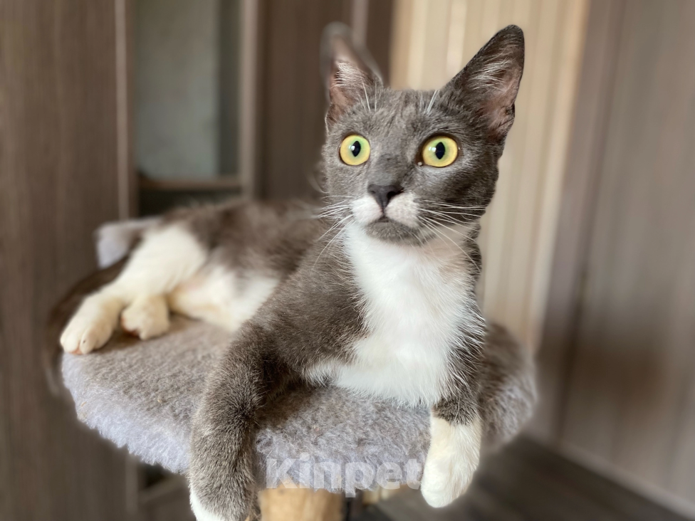 Кошки в Можайске: Афина ищет дом Девочка, Бесплатно - фото 2