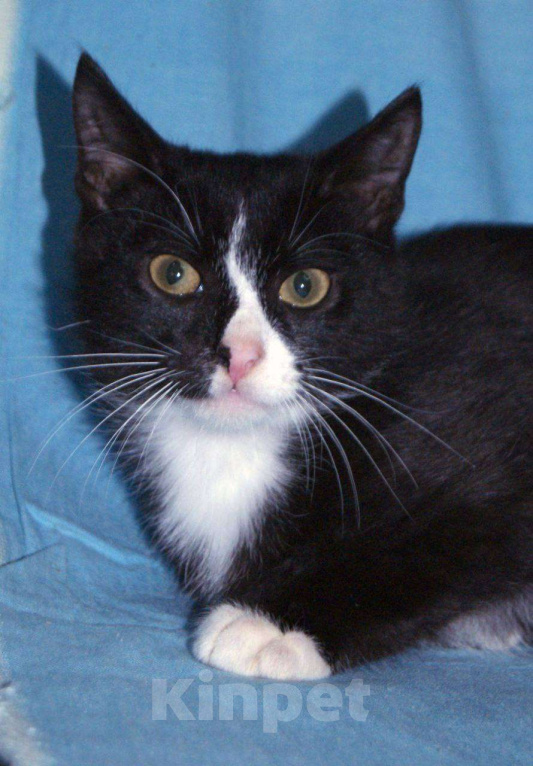 Кошки в Москве: Любопытненький Тоша ждем маму и папу Мальчик, Бесплатно - фото 1