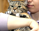 Кошки в Санкт-Петербурге: Кошка Девочка, Бесплатно - фото 3