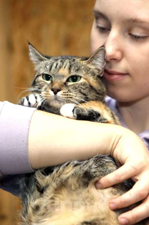 Кошки в Санкт-Петербурге: Кошка Девочка, Бесплатно - фото 3