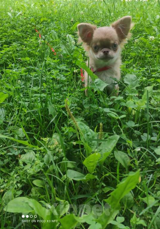 Собаки в Москве: Лиловая  девочка Девочка, 85 000 руб. - фото 2