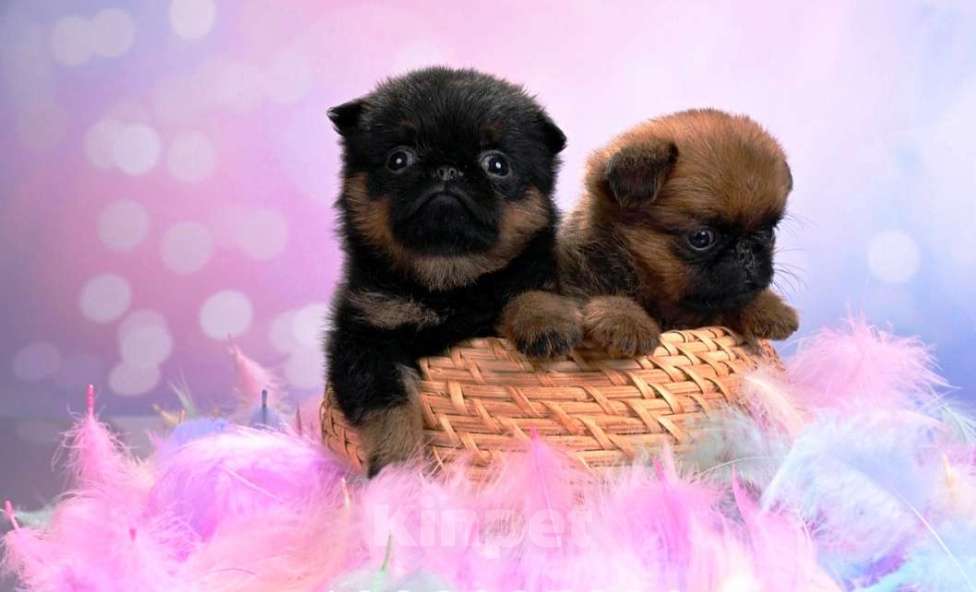 Собаки в Москве: Мини девочки пти-брабансон Девочка, 50 000 руб. - фото 1