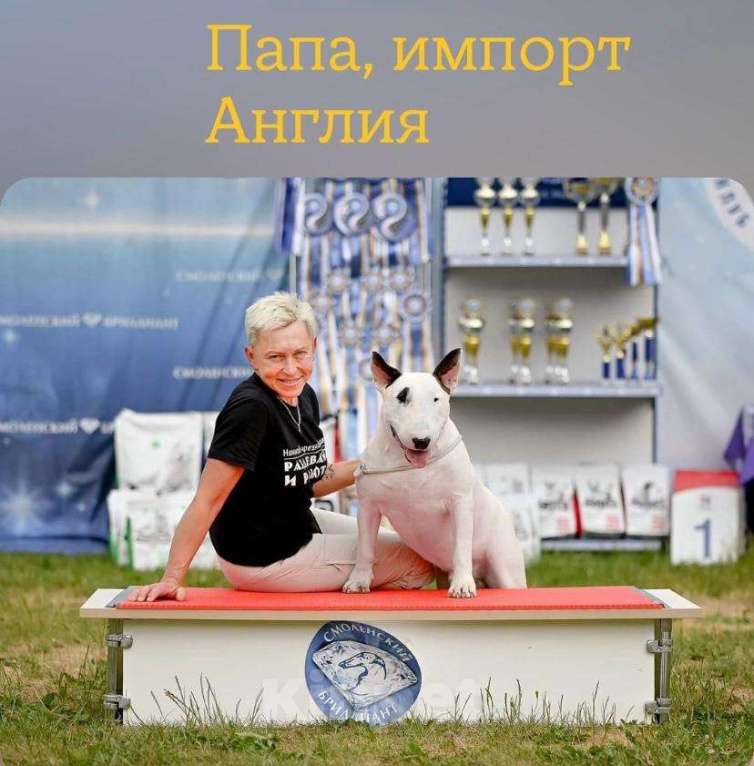 Собаки в Москве: Высокопородные щенки бультерьера Девочка, 120 000 руб. - фото 7