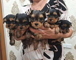 Собаки в Липецке: Щенки йоркширского терьера мини Мальчик, 17 500 руб. - фото 2