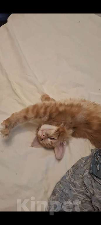 Кошки в Санкт-Петербурге: Продам мальчика 35000т Мальчик, 35 000 руб. - фото 3