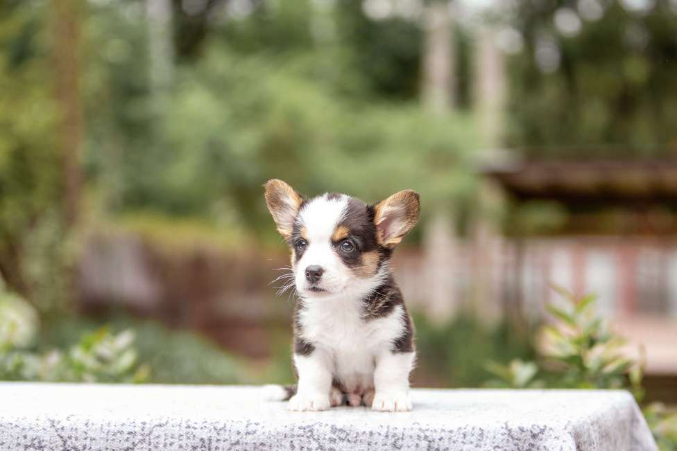 Собаки в Москве: Щенок вельш корги кардиган Мальчик, Бесплатно - фото 6