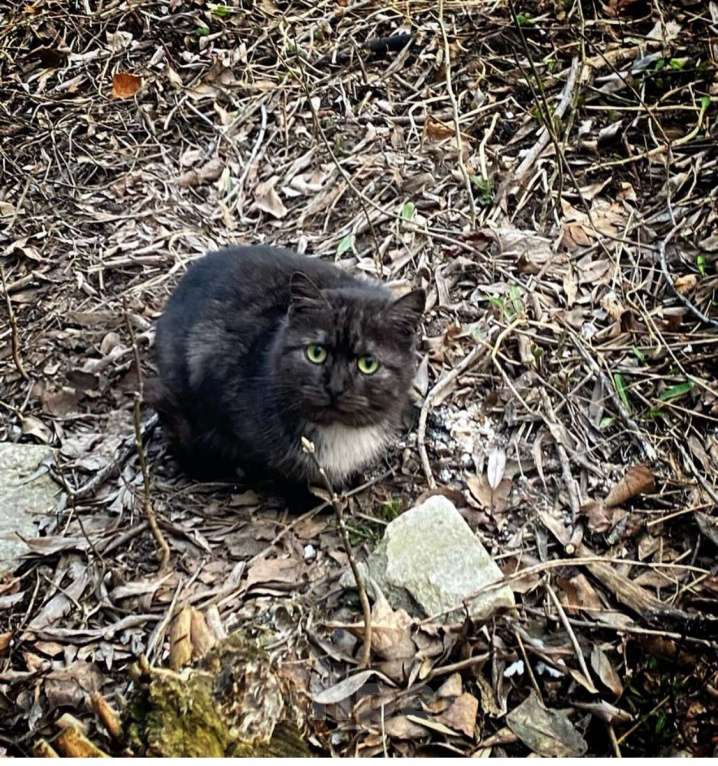 Кошки в Москве: Дымчатая британка Глаша – в поисках дома Девочка, Бесплатно - фото 5