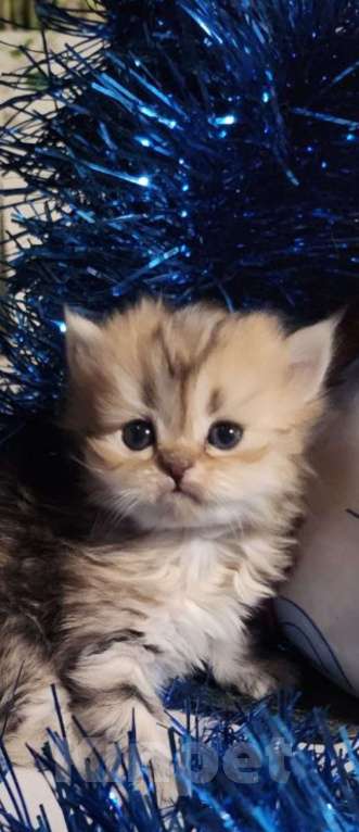 Кошки в Москве: Шотландские  котята  Мальчик, 25 000 руб. - фото 1