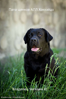 Объявление: Палевая девочка лабрадора высокого качества из питомника РКФ/FCI, Бесплатно, Калуга