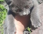 Кошки в Омске: Котята-девочки в добрые руки Девочка, 1 руб. - фото 1