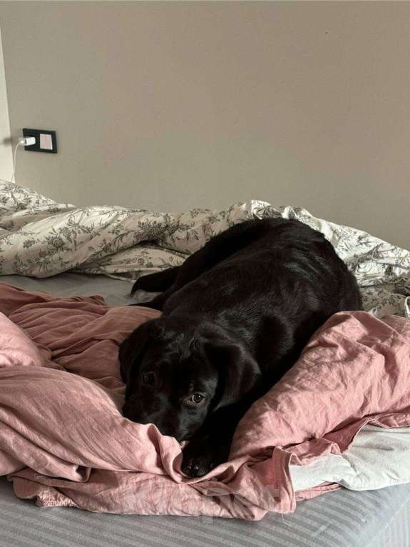 Собаки в Санкт-Петербурге: Лабрадор в добрые руки Мальчик, Бесплатно - фото 3