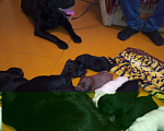 Собаки в Тамбове: Вязка, Бесплатно - фото 2