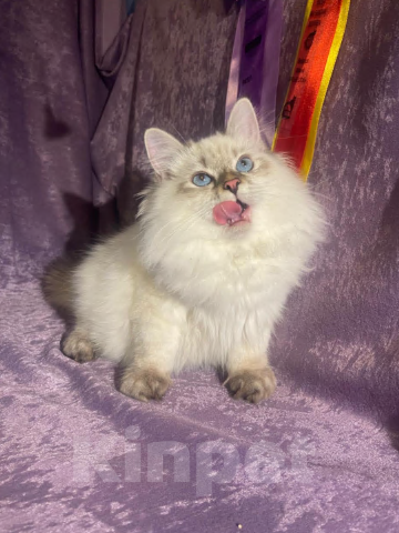 Кошки в Москве: Котенок-чемпион Девочка, 70 000 руб. - фото 1