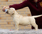 Собаки в других городах Московской области: Палевые щенки Лабрадора от Чемпиона Мира Девочка, 80 000 руб. - фото 6