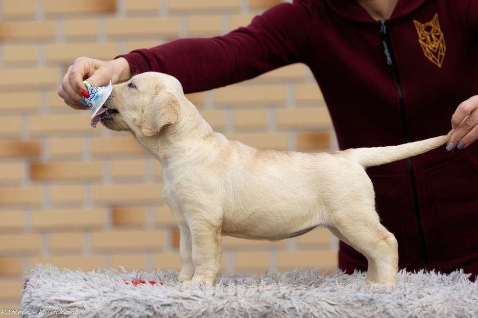 Собаки в других городах Московской области: Палевые щенки Лабрадора от Чемпиона Мира Девочка, 80 000 руб. - фото 6