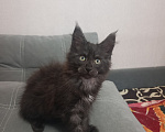 Кошки в Соколе: Продажа котенка мейкун. Девочка, 35 000 руб. - фото 1