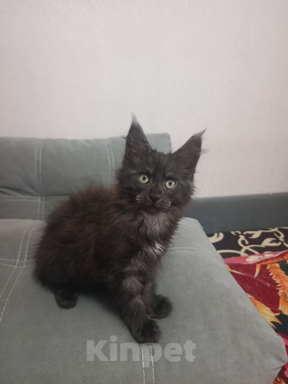 Кошки в Соколе: Продажа котенка мейкун. Девочка, 35 000 руб. - фото 1