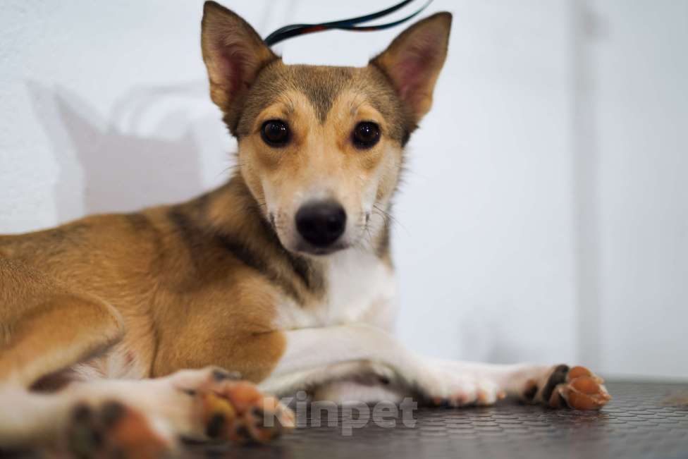 Собаки в Новороссийске: Друг бесплатно Девочка, Бесплатно - фото 2