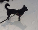Собаки в Санкт-Петербурге: В добрые руки собака Мальчик, 5 руб. - фото 2