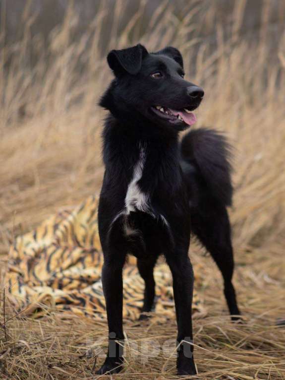 Собаки в Москве: Оникс ищет семью Мальчик, Бесплатно - фото 4