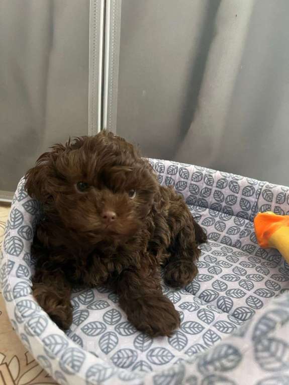 Собаки в Казани: Мальтипу f1 mini, щенок  Мальчик, 75 000 руб. - фото 2