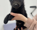 Собаки в Химках: Маленькая черная пантера Тоби  Мальчик, 1 руб. - фото 4