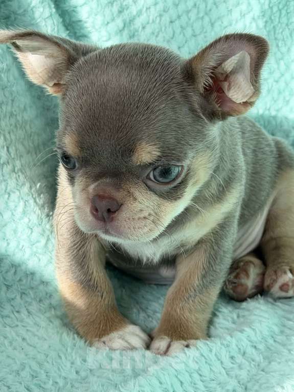 Собаки в Ижевске: Щенок чихуахуа Мальчик, 80 000 руб. - фото 6