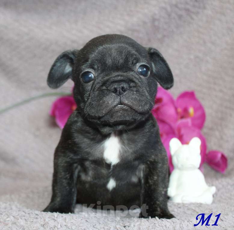 Собаки в Брянске: Французский бульдог щенки Мальчик, 30 000 руб. - фото 7