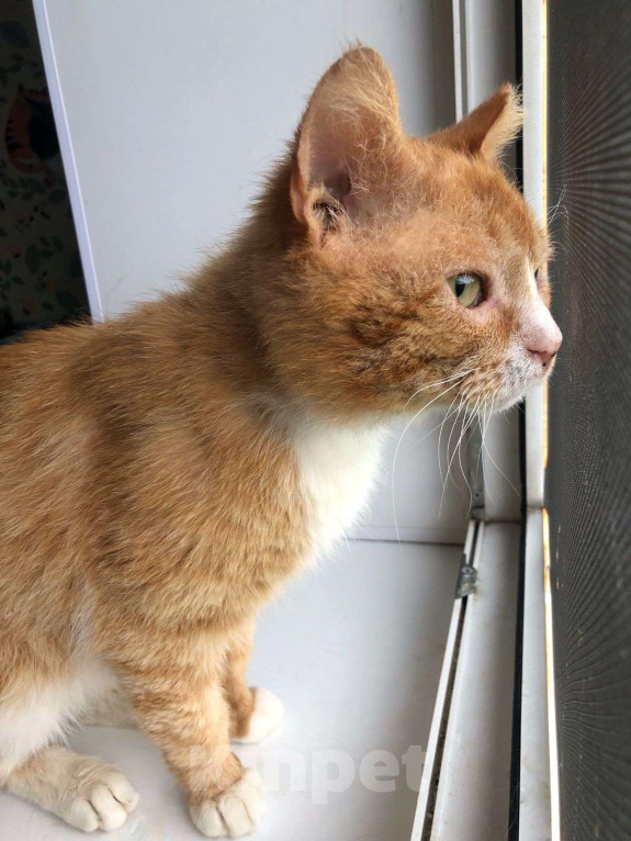 Кошки в Дмитрове: Поддержите котика Степу. Мальчик, Бесплатно - фото 5