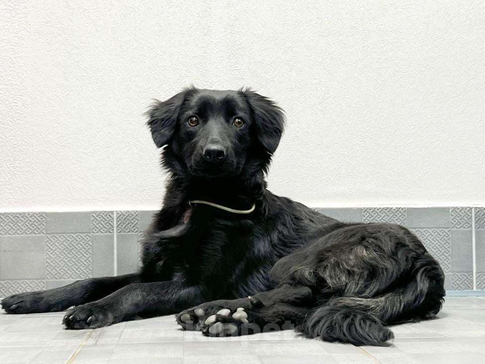 Собаки в Москве: А какой взгляд! Девочка, Бесплатно - фото 3