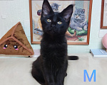 Кошки в Казани: Котята мейн-кун Разнополые, 25 000 руб. - фото 2