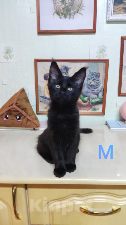 Кошки в Казани: Котята мейн-кун Разнополые, 25 000 руб. - фото 2