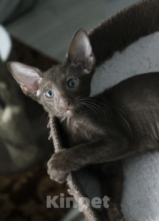 Кошки в Москве: Шикарные ориентальные котята Мальчик, 45 000 руб. - фото 2