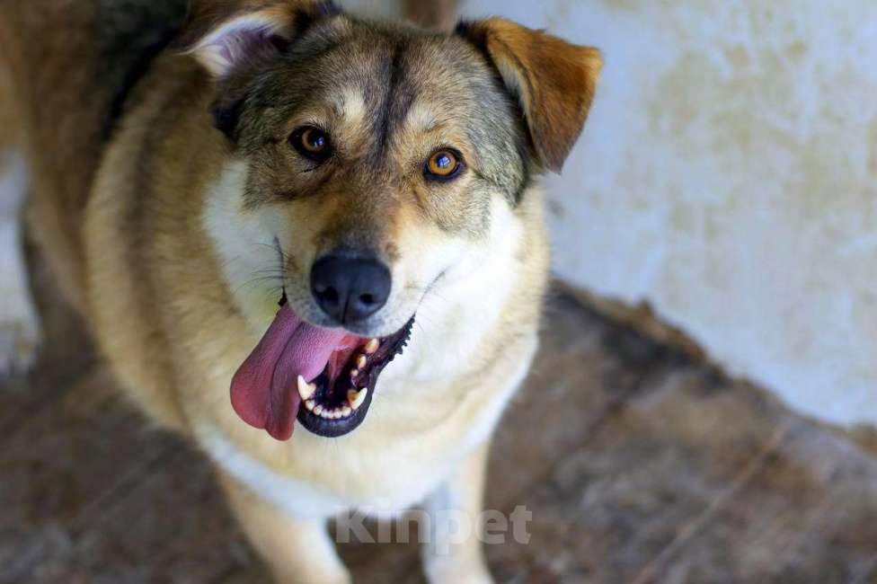 Собаки в Наро-Фоминске: Белла Девочка, Бесплатно - фото 3