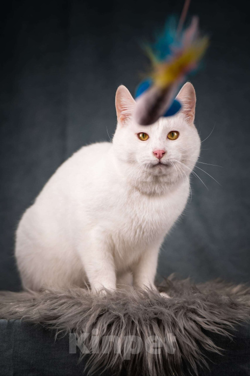 Кошки в Клине: Бьянка — красивейшая белоснежная кошечка Девочка, Бесплатно - фото 3