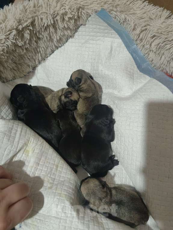 Собаки в Благовещенске: Щенок мопса мальчик Мальчик, 35 000 руб. - фото 2
